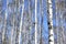 Trunks of white birches against blue sky