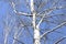 Trunks of white birches against blue sky