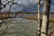 Trunks of young birches on the background of the lake.