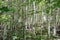 Trunks of young birches lit by the sun