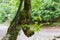 Trunks of young and old beech, fragment close-up