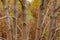 Trunks of young trees of an aspen