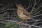 Trush bird in Falklands