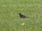 Trush bird in the green grass