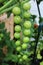 Truss of green tomatoes on a cherry tomato plant