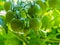 A truss of green tomatoes developing on a plant