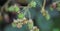 Truss with various green blackberries Rubus fruticosus in closeup with green background