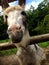 trusting donkeys in a small animal park