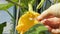 Trying to use a cotton swab to pollinate a butternut squash bloom