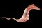 Trypanosoma cruzi parasite