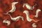 Trypanosoma cruzi parasites