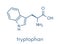 Tryptophan l-tryptophan, Trp, W amino acid molecule. Skeletal formula.
