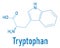 Tryptophan or l-tryptophan, Trp, W amino acid molecule. Skeletal formula.