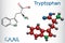 Tryptophan, Trp or W amino acid molecule, is used in the biosynthesis of proteins. It is necessary for growth in infants and for