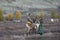 tsaatan couple with their reindeer in Northern Mongolian landscape