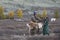 tsaatan couple with their reindeer in Northern Mongolian landscape