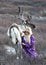 Tsaatan woman milking a reindeer