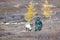 Tsaatan woman with reindeer in Northern Mongolian landscape