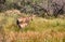 Tsessebe antelope and baby
