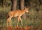 Tsessebe antelope calf