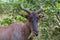 Tsessebe Damaliscus lunatus lunatus antelope closeup eating grass