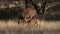 Tsessebe ( Damaliscus lunatus) Mokala National Park, South Africa
