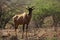 A Tsessebe Damaliscus lunatus staying in grassland