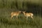 Tsessebe young, Botswana