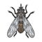 Tsetse fly insect color sketch engraving vector