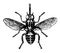 The Tsetse Fly vintage illustration