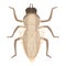 Tsetse fly wings icon cartoon vector. Africa insect