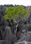 Tsingy de Bemaraha. Typical landscape with tree. Madagascar.