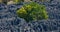 Tsingy de Bemaraha. Typical landscape with tree. Madagascar.