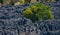 Tsingy de Bemaraha. Typical landscape with tree. Madagascar.