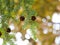 Tsuga canadensis - eastern hemlock, canadian hemlock tree with cones background