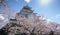 Tsuruga Castle surrounded by hundreds of sakura trees