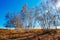 Tthe autumn birch forest on the grassland