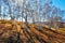 Tthe autumn birch forest on the hillside