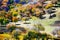 Tthe autumn trees on the hillside