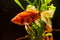 Ttropical freshwater aquarium with goldfishes