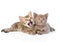 Ttwo funny kittens lying together. on white background