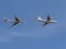 Tu-95MC bomber flies over the Il-78