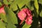 Tu Y Yo Flower, Euphorbia Milii