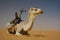 Tuareg camel in the Sahara desert