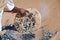 Tuareg man preparing the traditional bread