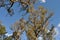 Tuart tree, foliage and branches, Australia