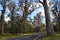 Tuart trees, foliage and branches, Australia