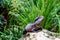 Tuatara basking on a rock. Auckland Zoo. Auckland New Zealand