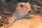 Tuatara Endemic Dinosaur of New Zealand