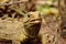 Tuatara lizard